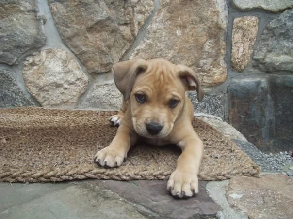 Jager, our first American Pit Bull Terrier, posing proudly just days after arriving home in Stamford, CT. The dog who unknowingly started it all.