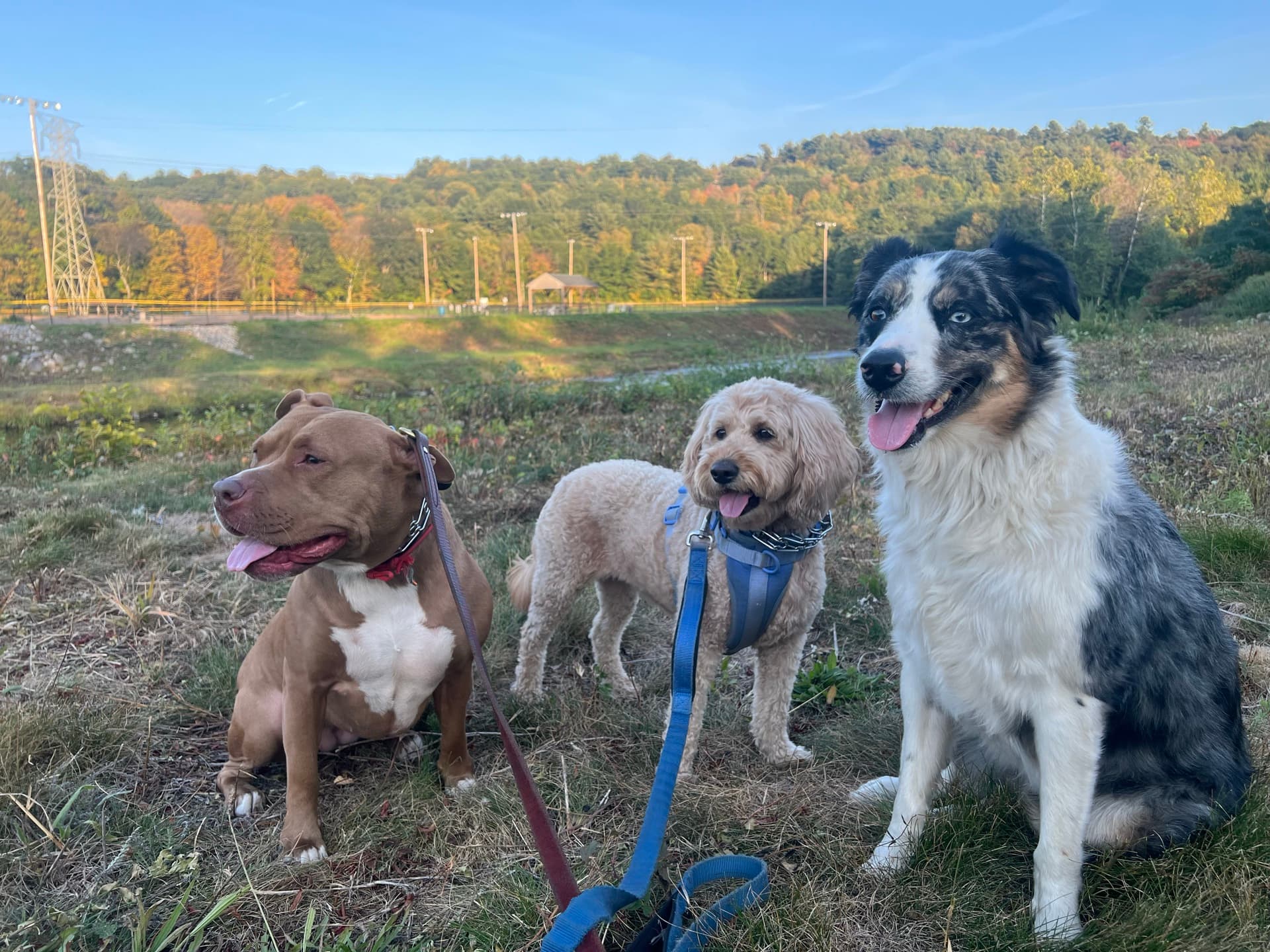 Three dogs on leash in an open field — Kindred Canine Co. mission