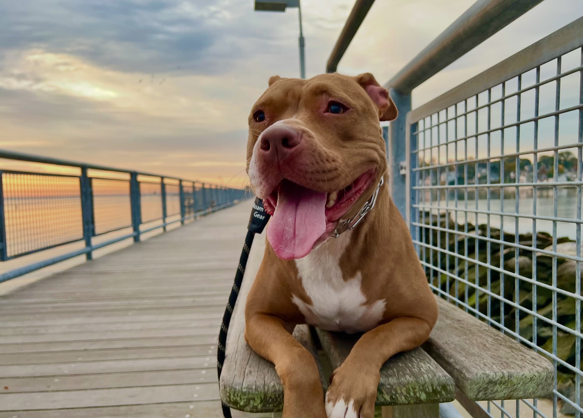 Happy Pit Bull on a bridge at sunset