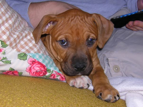 Jada as a puppy at UVM — a blue fawn runt hidden inside hoodie pouches, dorm rooms, and eventually, nearly every corner of my life.