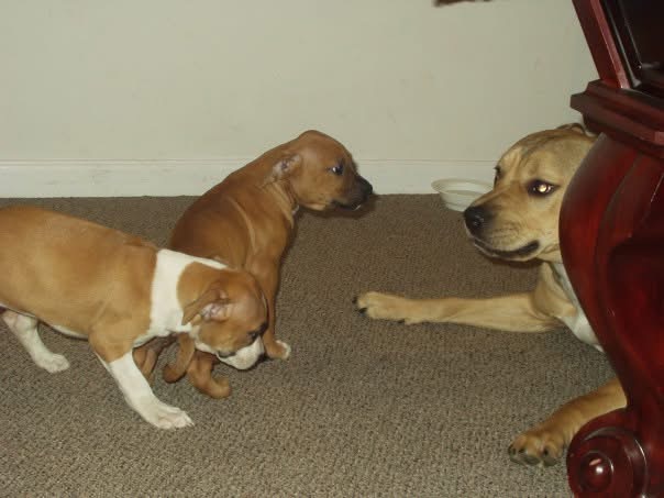 Jager meeting Jada and Remy for the very first time at the Tarantino family home — apparently one pit bull puppy simply wasn't enough for our family.