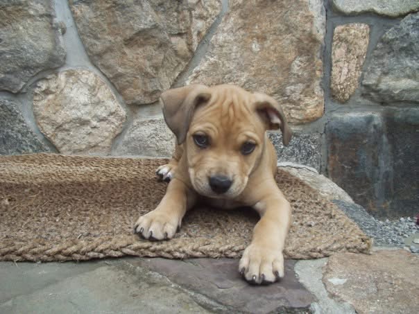Jager, our first American Pit Bull Terrier, posing proudly just days after arriving home in Stamford, CT. The dog who unknowingly started it all.