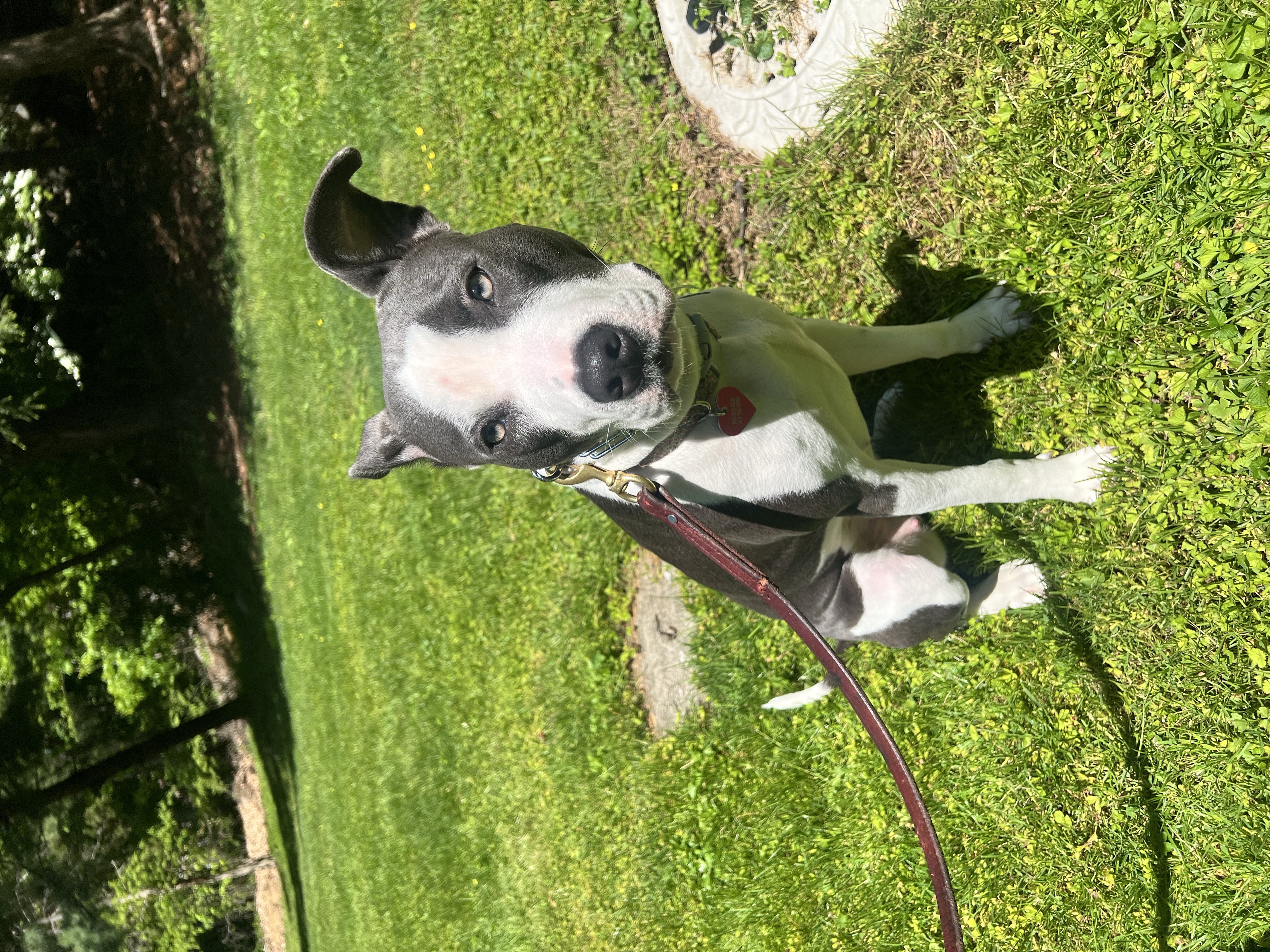 Blue and white Pit Bull sitting upright on green grass, looking up attentively