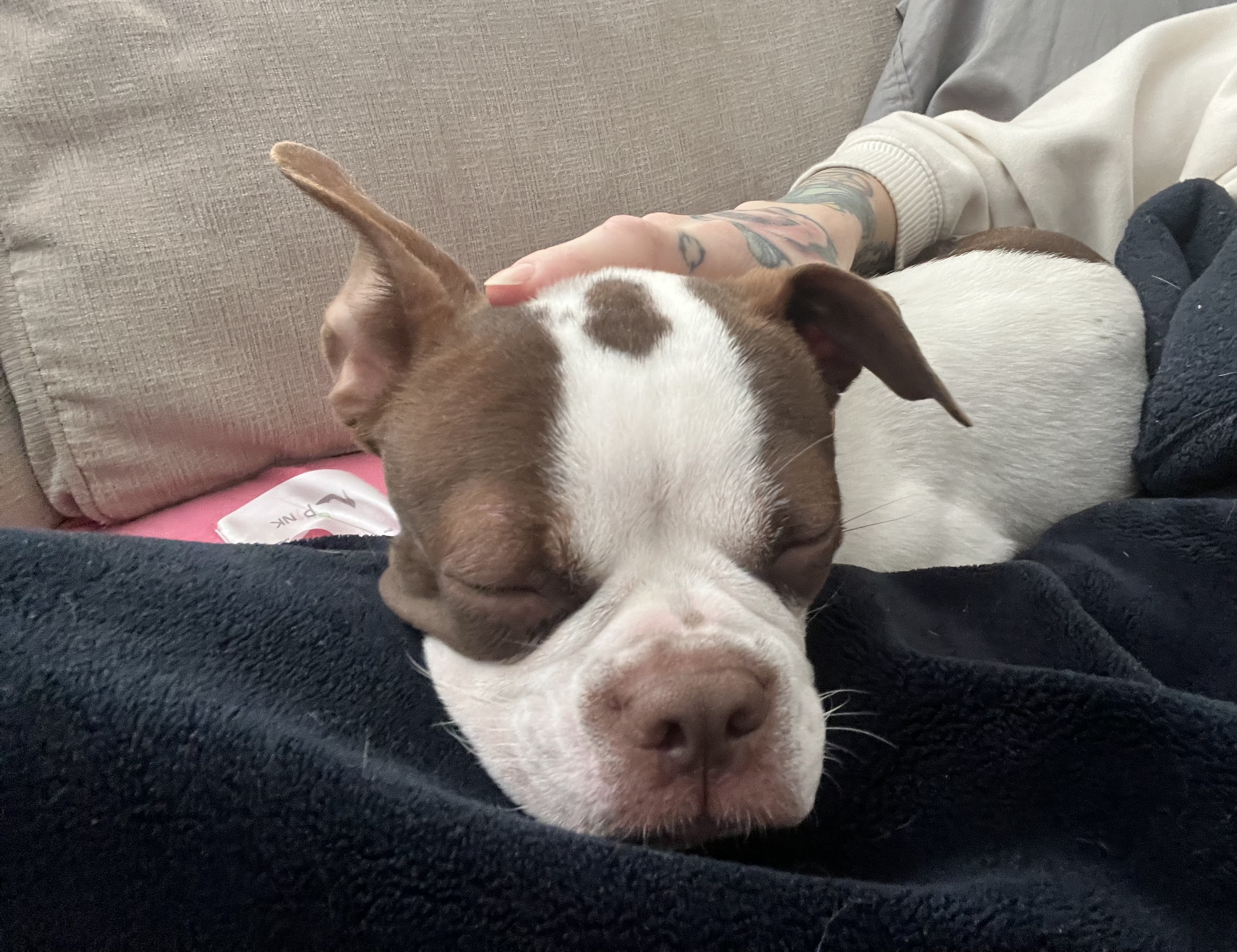 Brown and white Pit Bull puppy sleeping peacefully with a trainer's hand resting on its head
