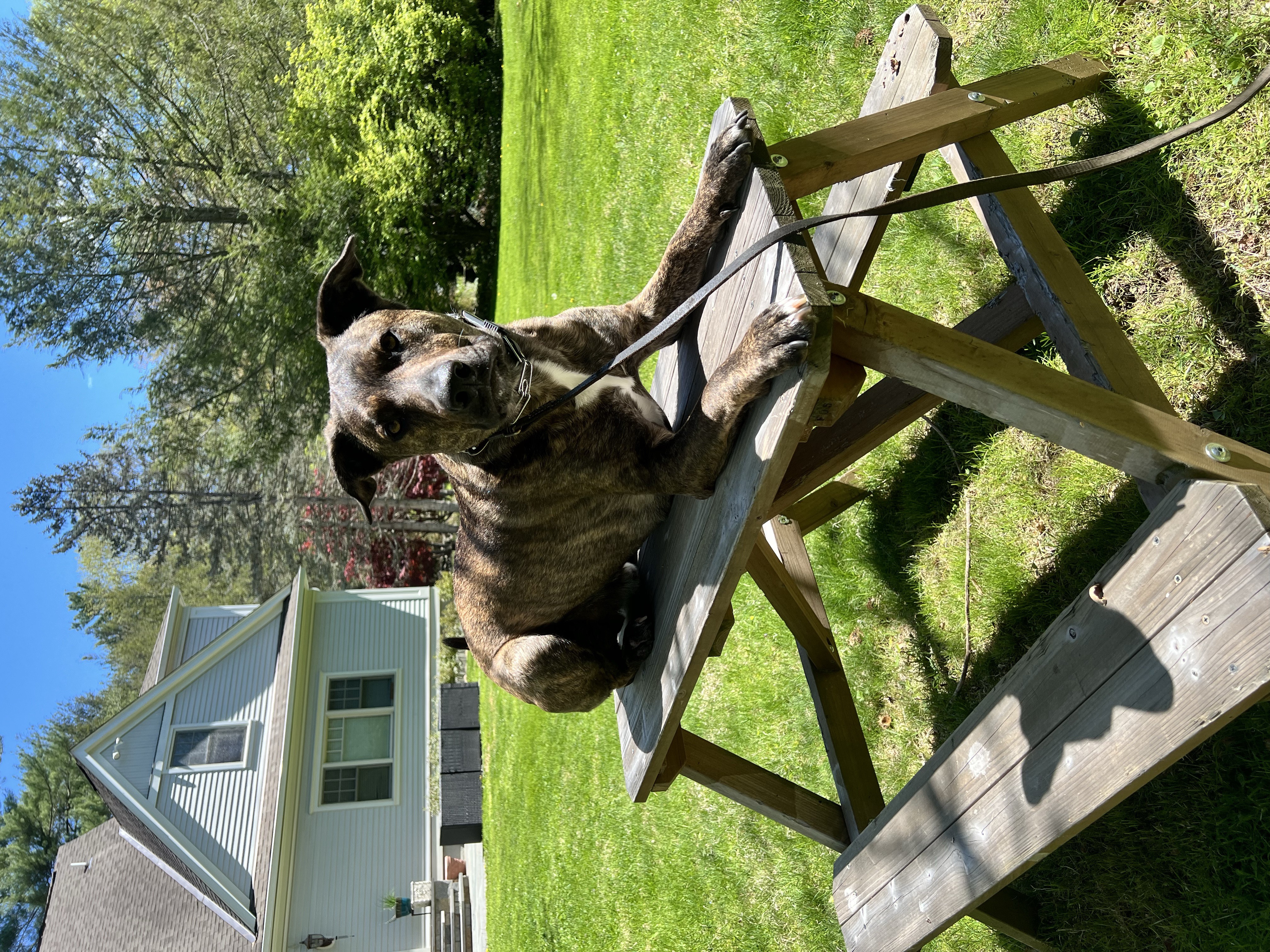 Brindle bully breed relaxing on a picnic table in a sunny yard with a house behind