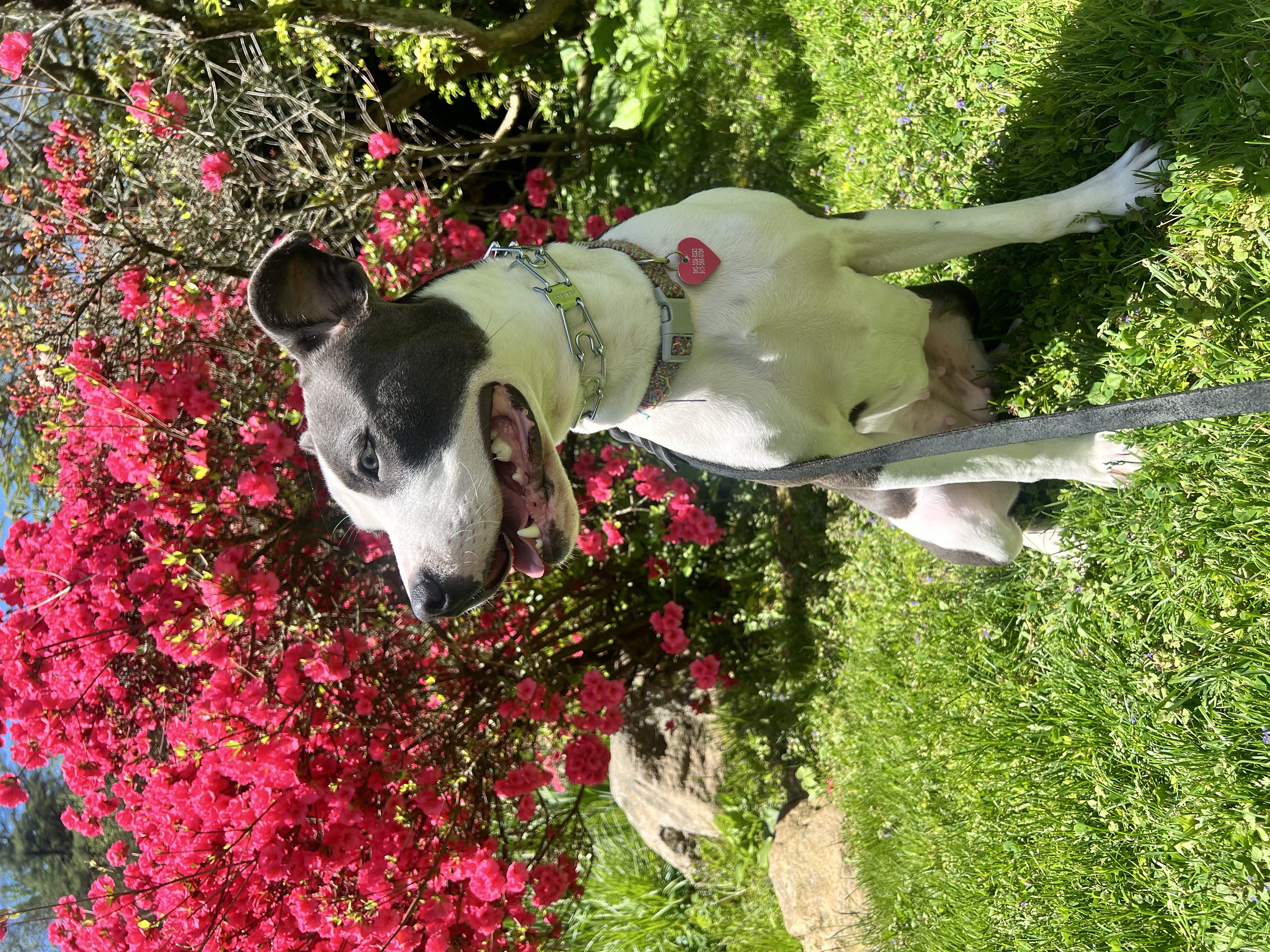 Dark gray and white Pit Bull sitting calmly in front of vivid pink azalea blooms