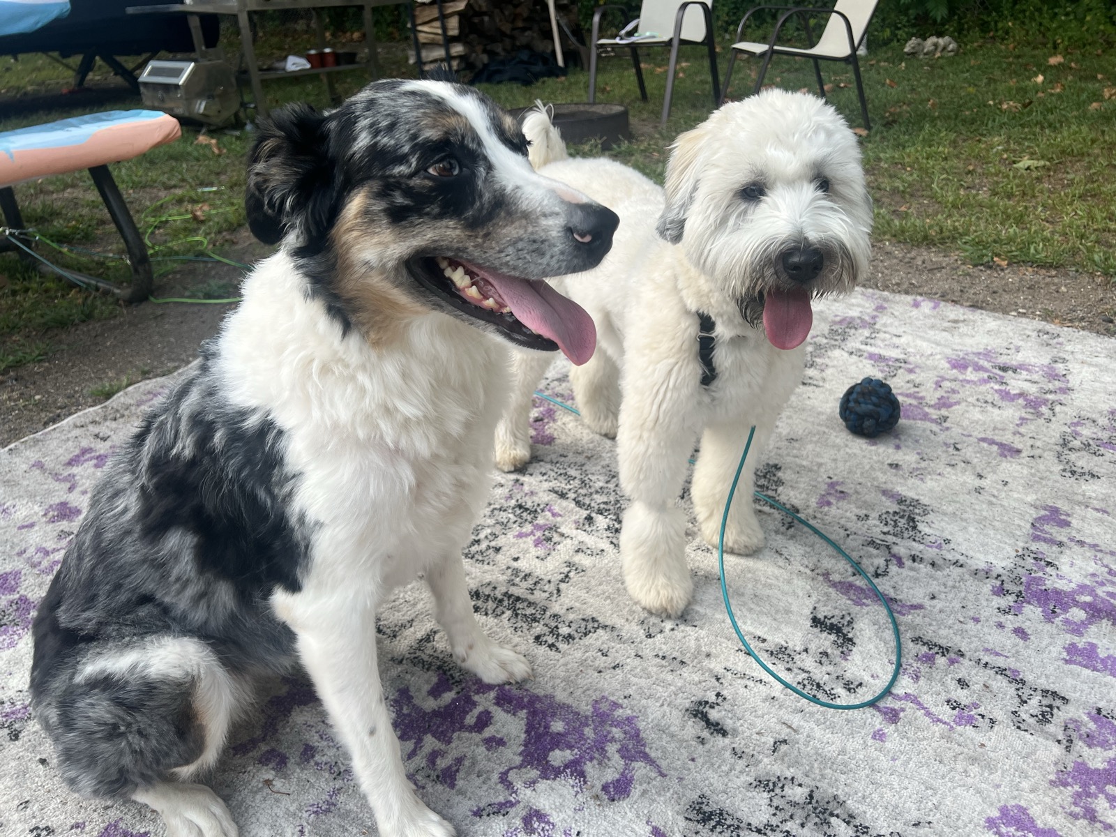 Australian Shepherd and Wheaten Terrier sitting together outdoors, tongues out