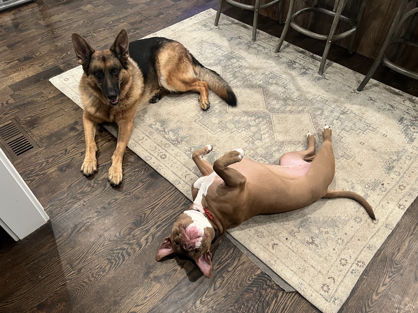 German Shepherd and Pit Bull puppy relaxing together indoors on a rug