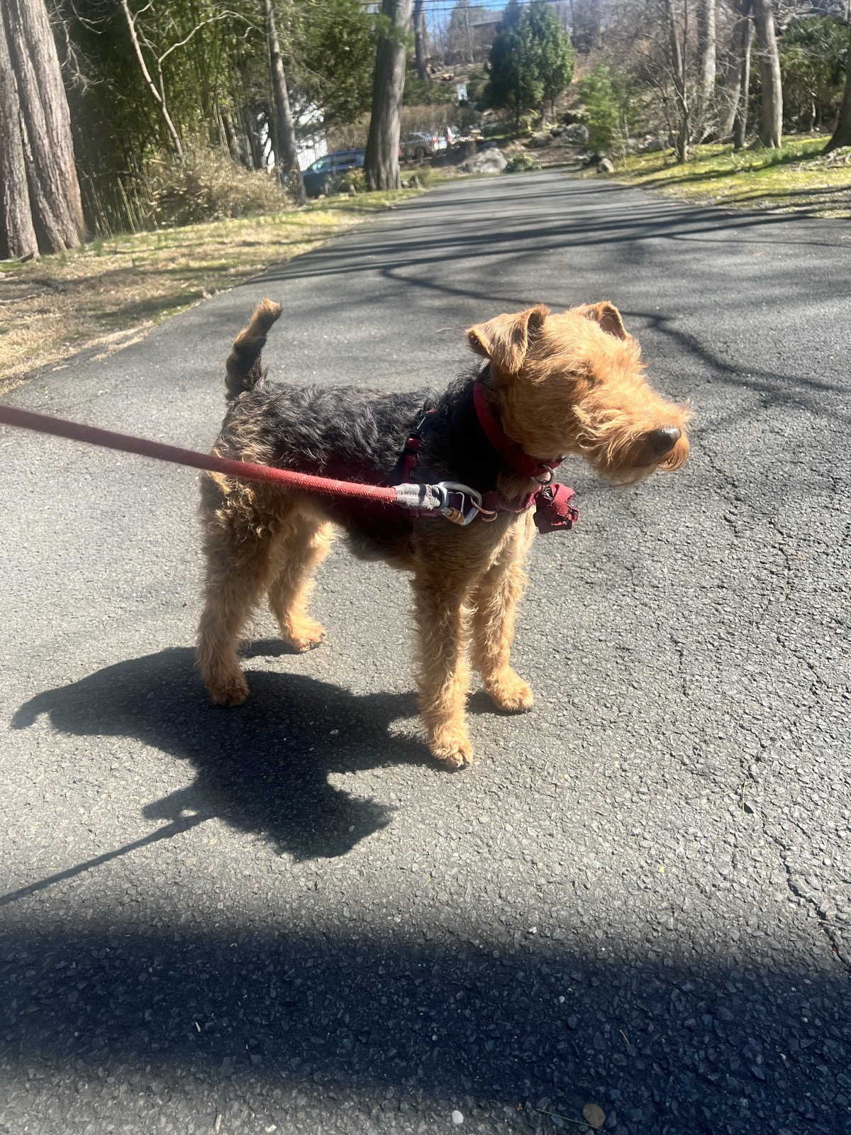 Welsh Terrier on a leash walking on the pavement in the sunshine