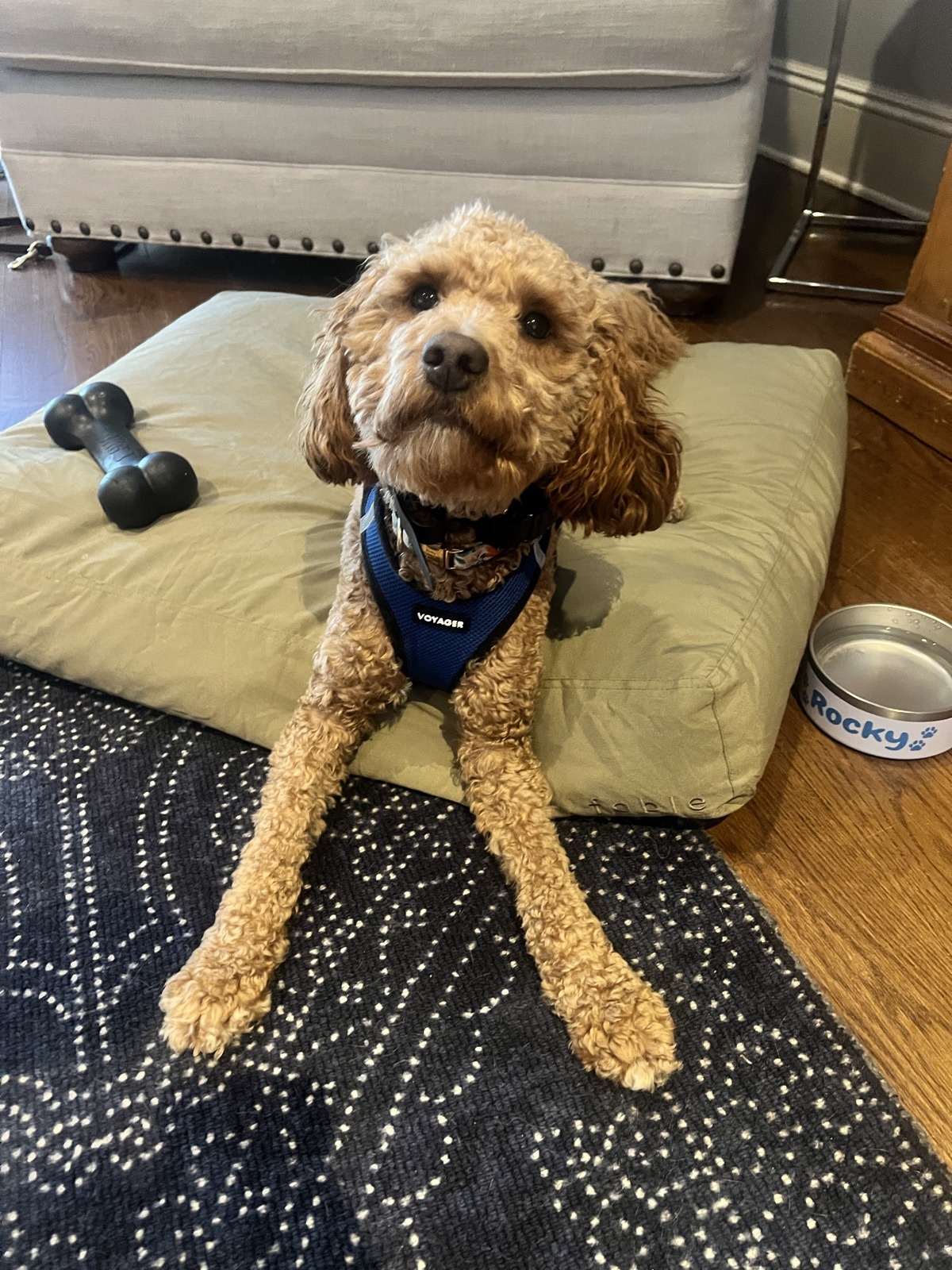 Fluffy Goldendoodle in a harness lying on a dog bed indoors