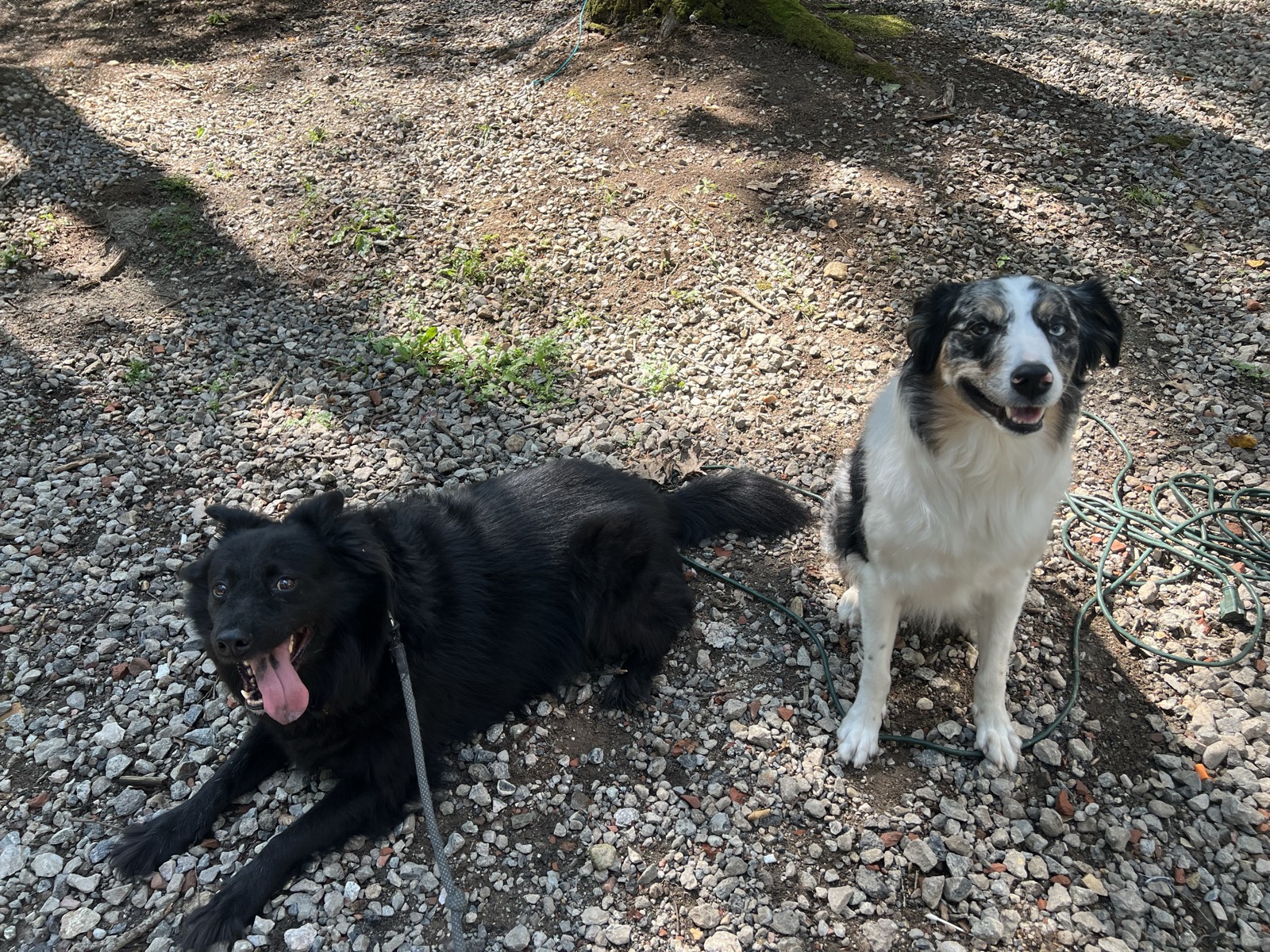 Black Lab and Border Collie mix resting together on gravel outdoors