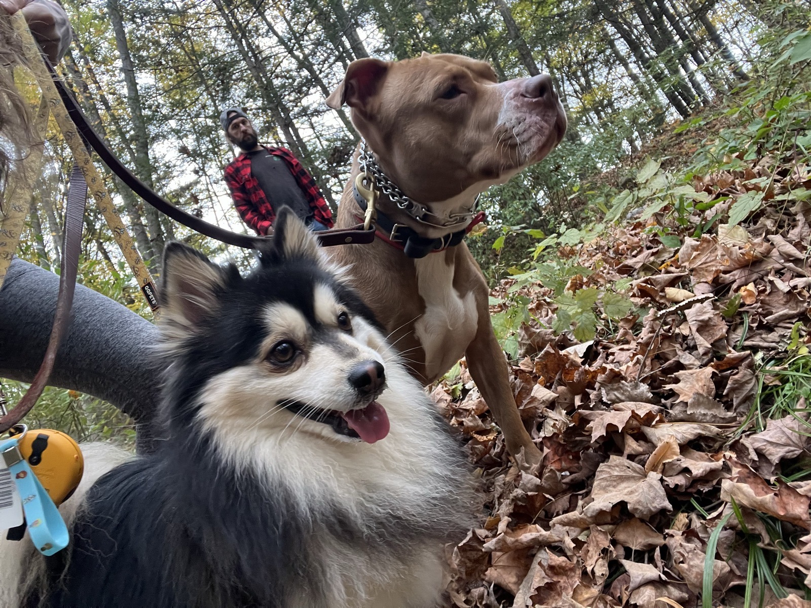 Pit Bull and Husky on leash together on a walk through autumn woods
