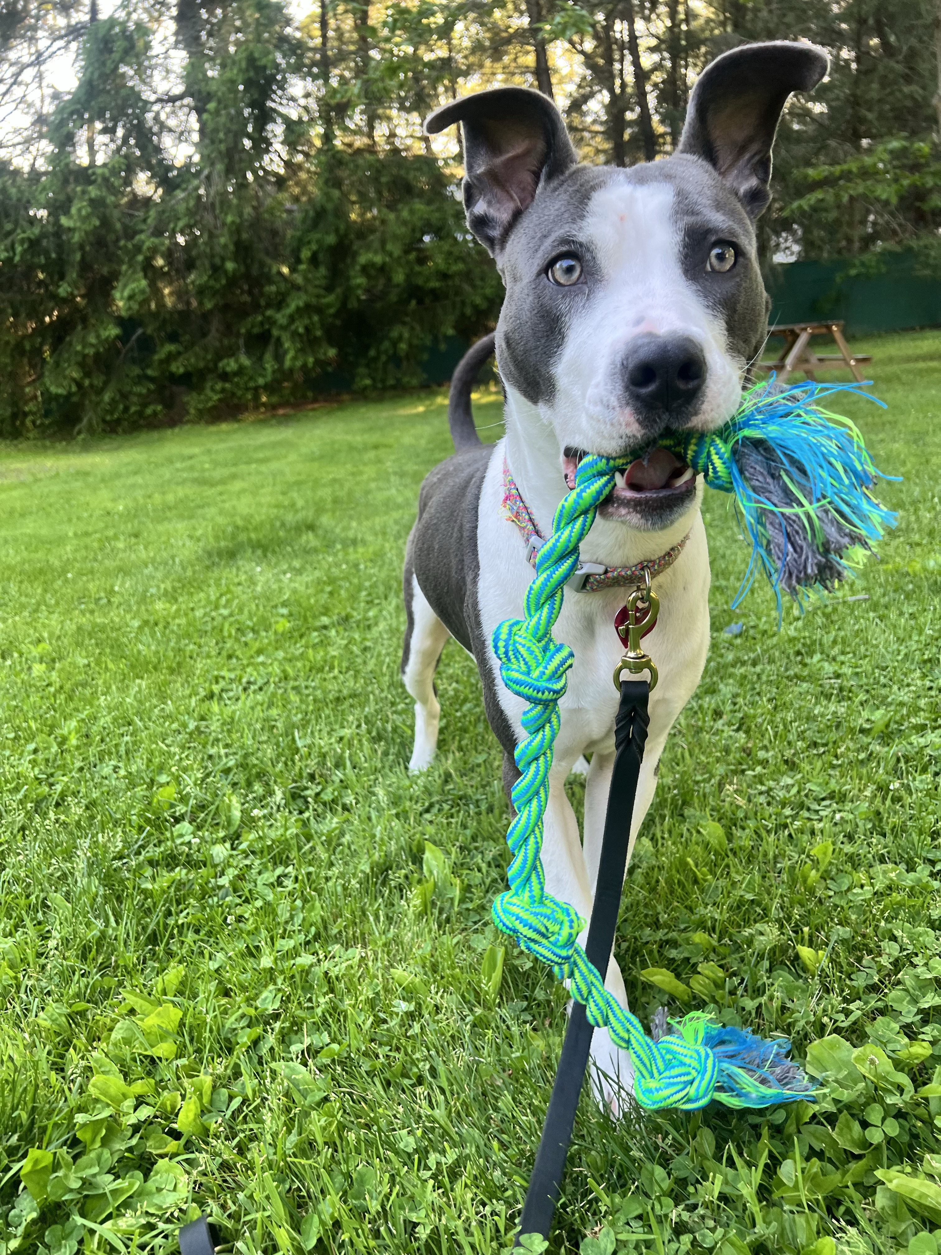 Blue-gray Pit Bull puppy with a colorful rope toy in the yard