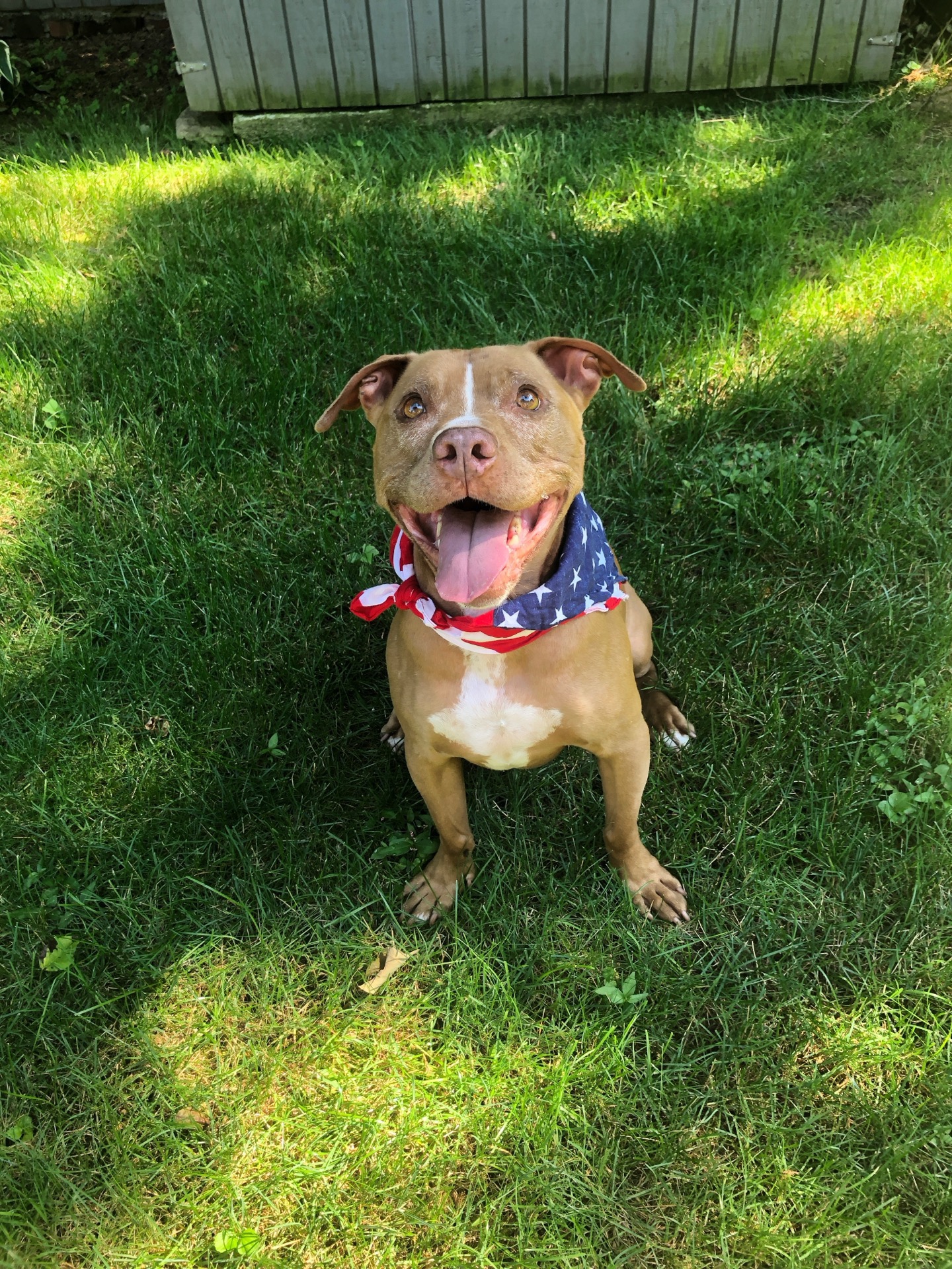 Happy Pit Bull wearing an American flag bandana sitting in the grass