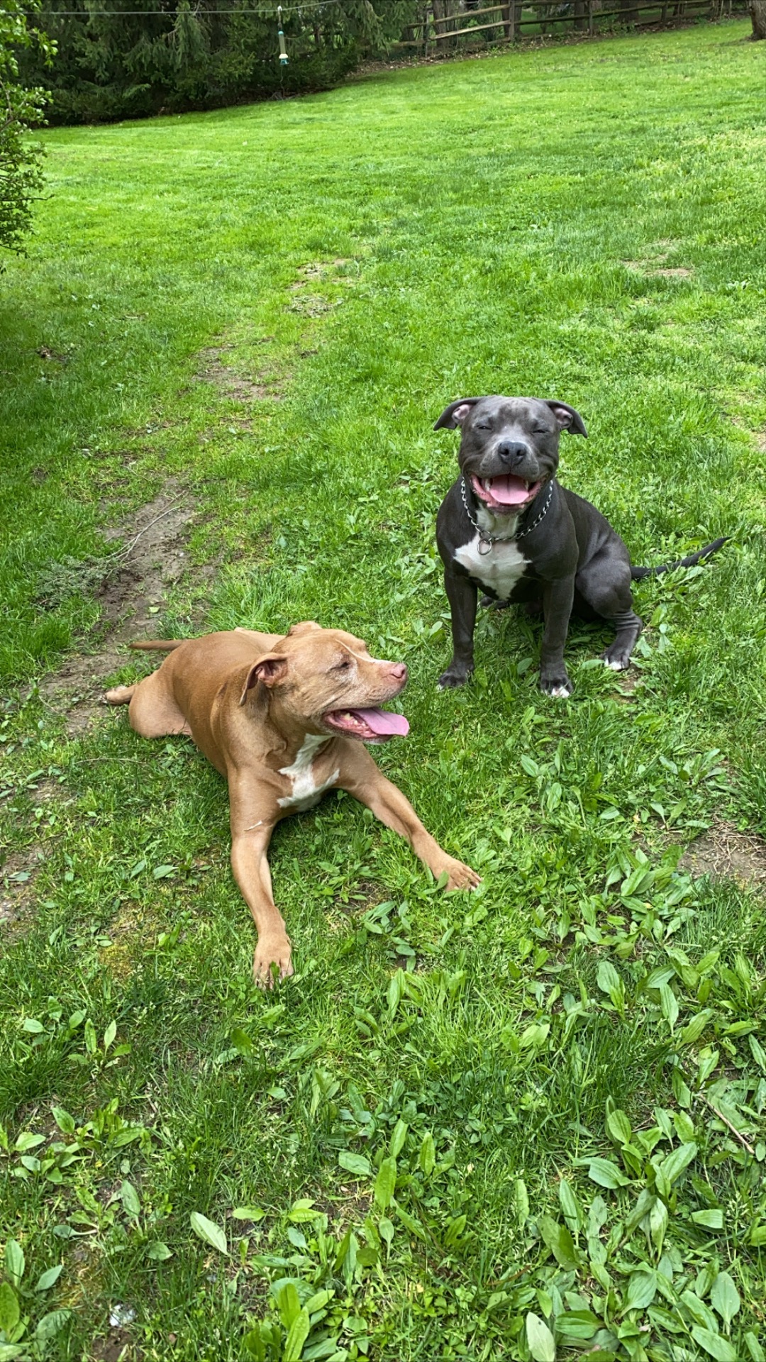 Two Pit Bulls — representing Ashley's 20-year connection to the breed