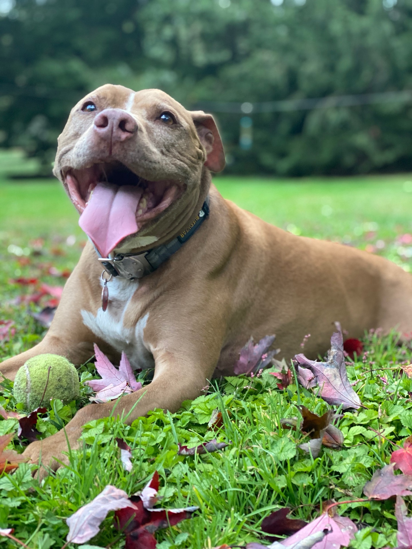 Brown Pit Bull lying in the grass with autumn leaves and a tennis ball